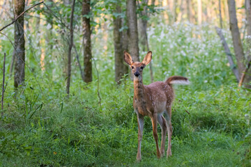 white-tailed deer Fawn in summer