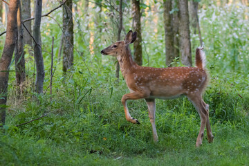 white-tailed deer Fawn in summer