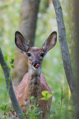 white-tailed deer Fawn in summer