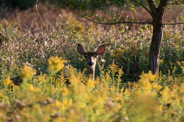 white-tailed deer Fawn in summer