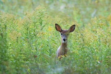 white-tailed deer Fawn in summer