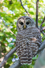  barred owl (Strix varia) in summer