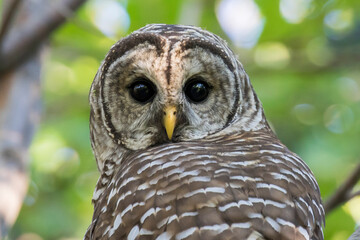  barred owl (Strix varia) in summer