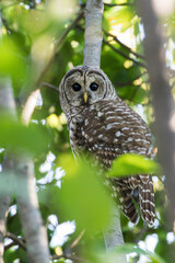  barred owl (Strix varia) in summer
