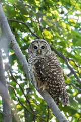  barred owl (Strix varia) in summer