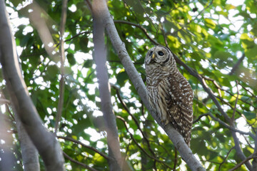  barred owl (Strix varia) in summer
