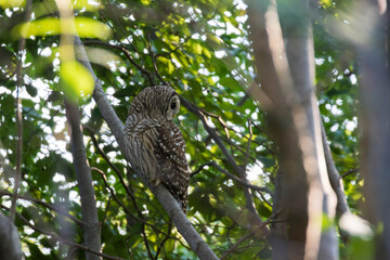  barred owl (Strix varia) in summer