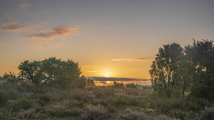 L&uuml;neburger Heide