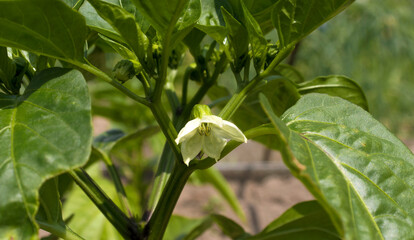 Flowering sweet pepper close-up. Paprika ceta. The concept of growing pepper seedlings