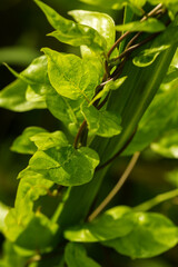 Nature view of green leaves on blurred greenery background in nature.Macro photography with super shallow depth of field.