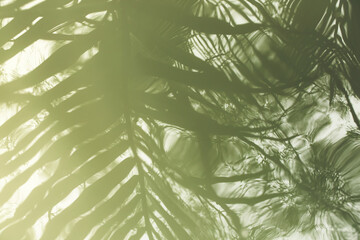 Waterpalm trees cast blurry shadows on the smooth rippled water.Blurry abstract background.