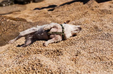 Little white dog trying to dry itself on gravel on the beach next to the sea.