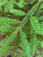 Spruce branch close up