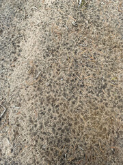 Sandy soil after rain in the forest