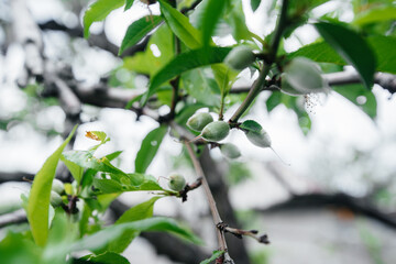 Green peaches close up on a tree.