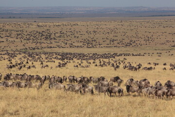 Fototapeta na wymiar A Wildebeest herd on the plains of the Mara. Taken in Kenya