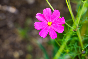 purple flower in spring