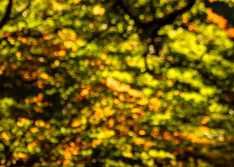 mozaika, natura, jesień, kolory - 456592456