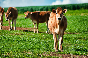 Jersey cows in a green meadow.