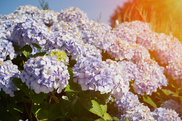 hortensia flowers against blue sky with sunbeams in the right corner in Brittany, France