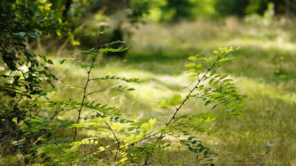 grass in the morning