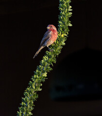 House finch male perches on curved ocotillo branch is portrait with copy space on dark background