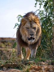Lion of face (Panthera leo) walking on grass 