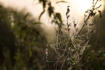 Green grass close-up with cobwebs at dawn on an early September morning and space for copying