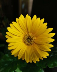 yellow flower
