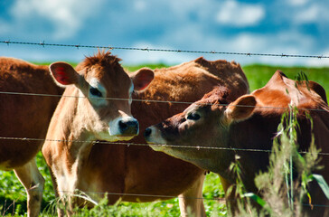 Jersey cows in a green meadow.