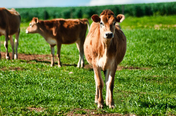 Jersey cows in a green meadow.