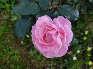 Showy pink rose close-up. Delicate rose petals on a background of green leaves.