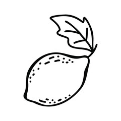 Hand drawn outline lemon vector illustration. Simple illustration of exotic fruit for book of recipes.