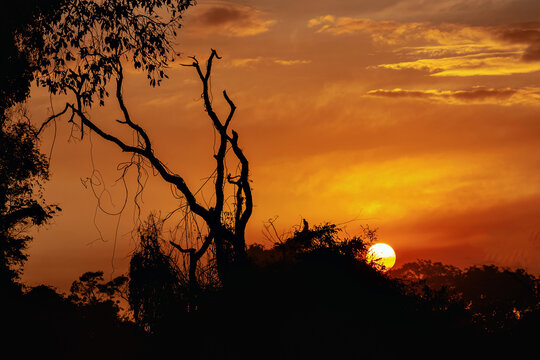 silhouette of a tree in the sunset
