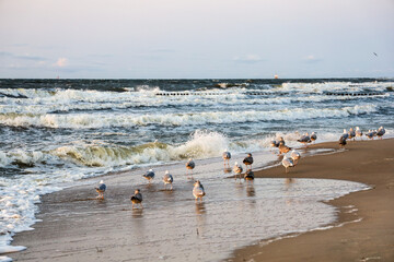 seagulls at the beach