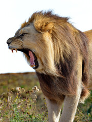Naklejka na ściany i meble Roaring lion (Panthera leo) full of teeth and seen from profile 