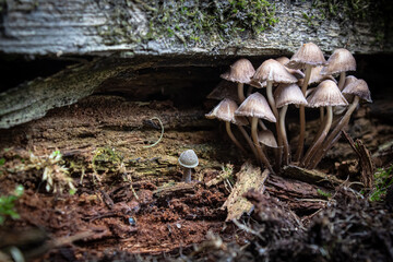 Mushrooms, toadstools, poisonous mushrooms grow under an old rotten wooden board. Macro photo of...