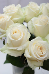 Closeup of white roses. Macro photography of a isolated white roses on a gray background, studio shoot