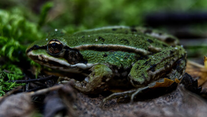 Teichfrosch [Pelophylax]