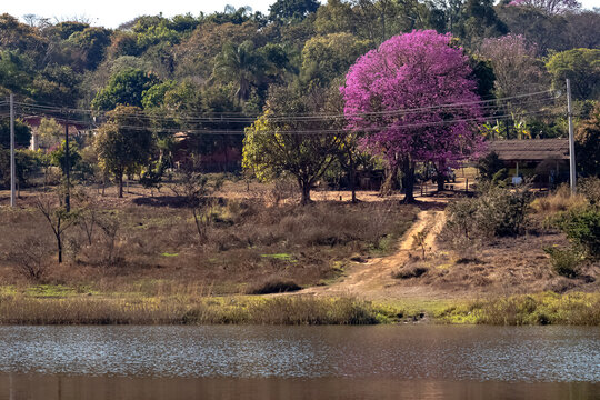 landscape with trees and lake