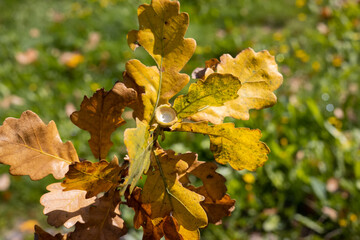 Oak branch with yellowed leaves with a rosette from a fallen acorn, autumn metamorphoses, ways of plant reproduction