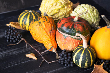 multicolored pumpkins, cones, black berries and branches for halloween