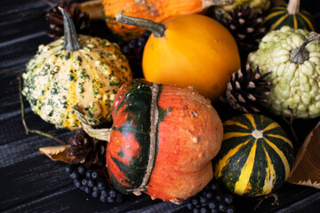 multicolored pumpkins, cones, black berries and branches for halloween