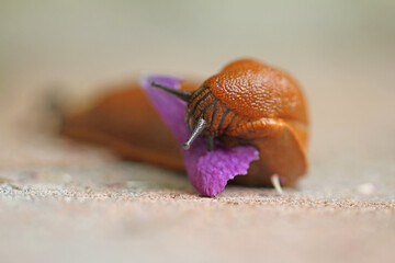 Close-up of a slug eating a clematis flower