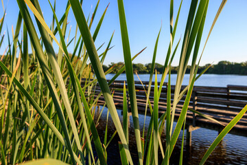 Obraz premium a shot of some Reeds foreground of a lake