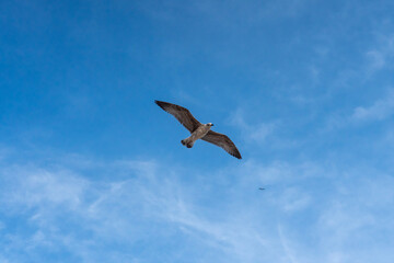 Obraz premium seagull in flight