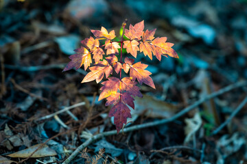 Sunlight Sets on The First Year of Growth