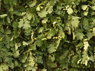 Green oak leaves with green acorns on a summer day. A wonderful background.