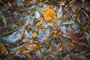 A yellow dry fallen maple leaf froze in the ice on the asphalt. The first autumn frosts, October, November. Leaf frozen in the ice, close-up