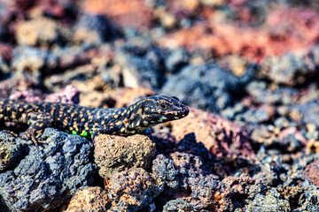Close up of the filfola lizard or Maltese wall lizard on the lava stone